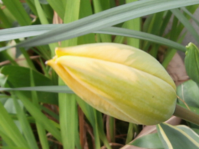 Yellow tulip soon to open