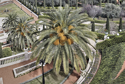 Giant Steps – Baha’i Gardens, Haifa, Israel