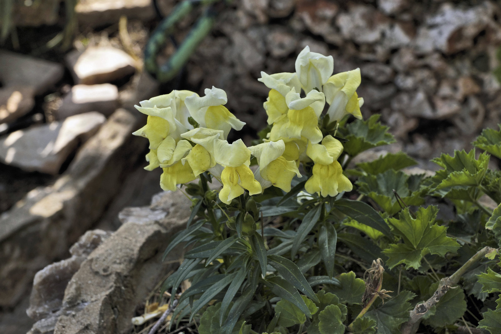 Yellow Snapdragons – El-Muraqa Monastery, Daliyat al-Karmel, Israel