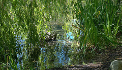 Under The Willow 3