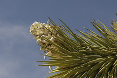 Joshua Tree Flowers