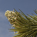 Joshua Tree Flowers