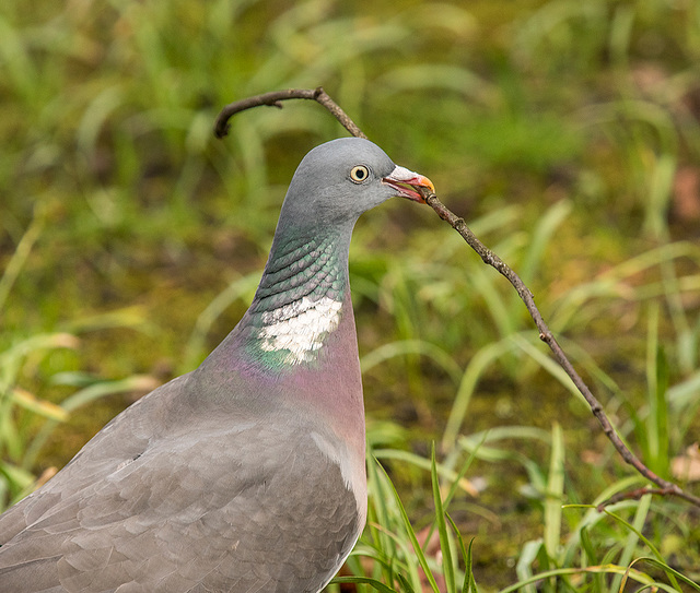 A wood pigeon collecting for its nest