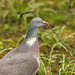 A wood pigeon collecting for its nest