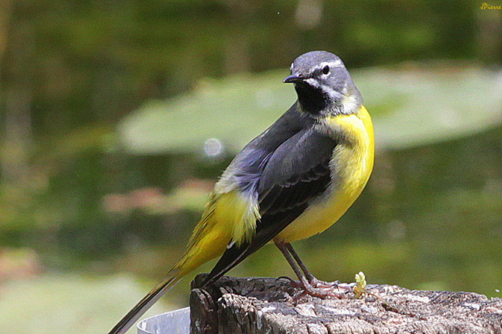 Bergeronnette des Ruisseaux