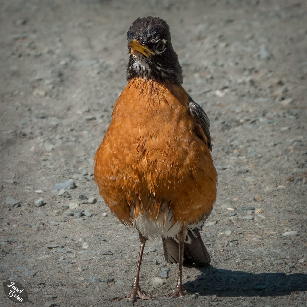 Wet Robin on the Beach Trail and More! (+3 insets)