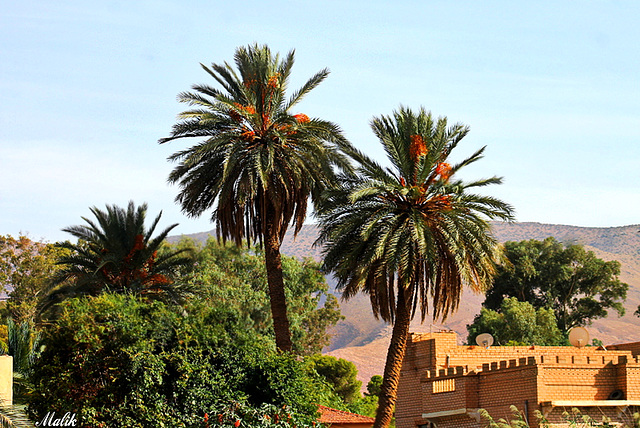 Palmiers a Taghit au sud Algerien.
