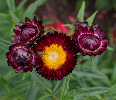 Straw Flower