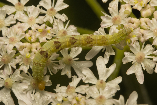 IMG 0309 Caterpillar-2