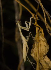 IMG 2915 Praying Mantid-1