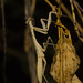 IMG 2915 Praying Mantid-1