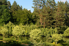 Ukrainian Forest in the June of 2026