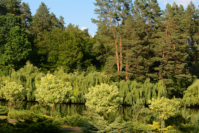 Ukrainian Forest in the June of 2026