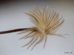 Clematis seedhead