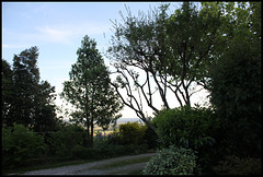 Silhouettes du soir - troncs de Ilex castaneifolia