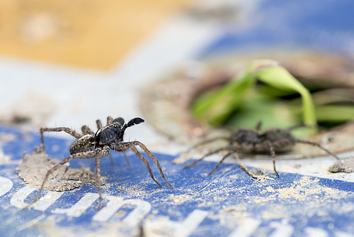 courting spiders