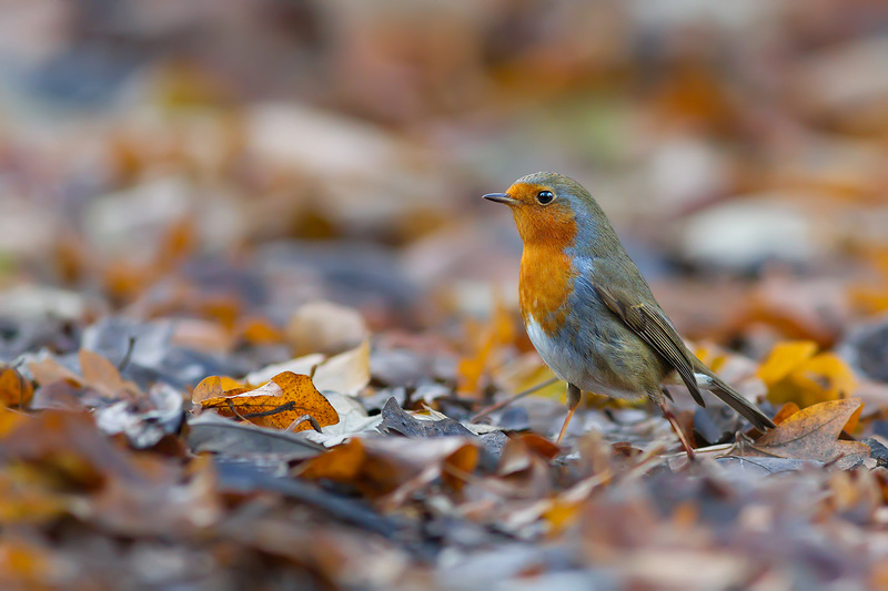 Robin / Roodborst (Erithacus rubecula)