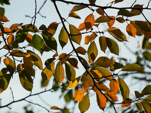 Colored leaves