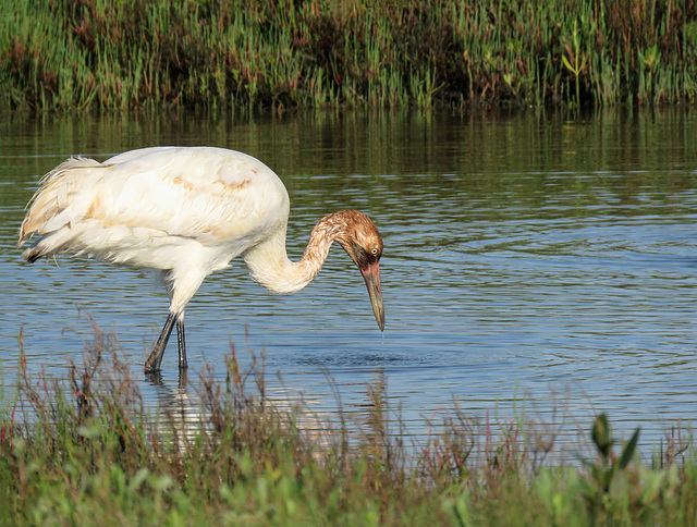 Day 3, Whooping Crane colt