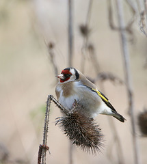 chardonneret élégant 02-2020