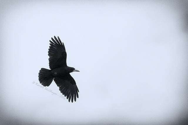 Krähe im Flug