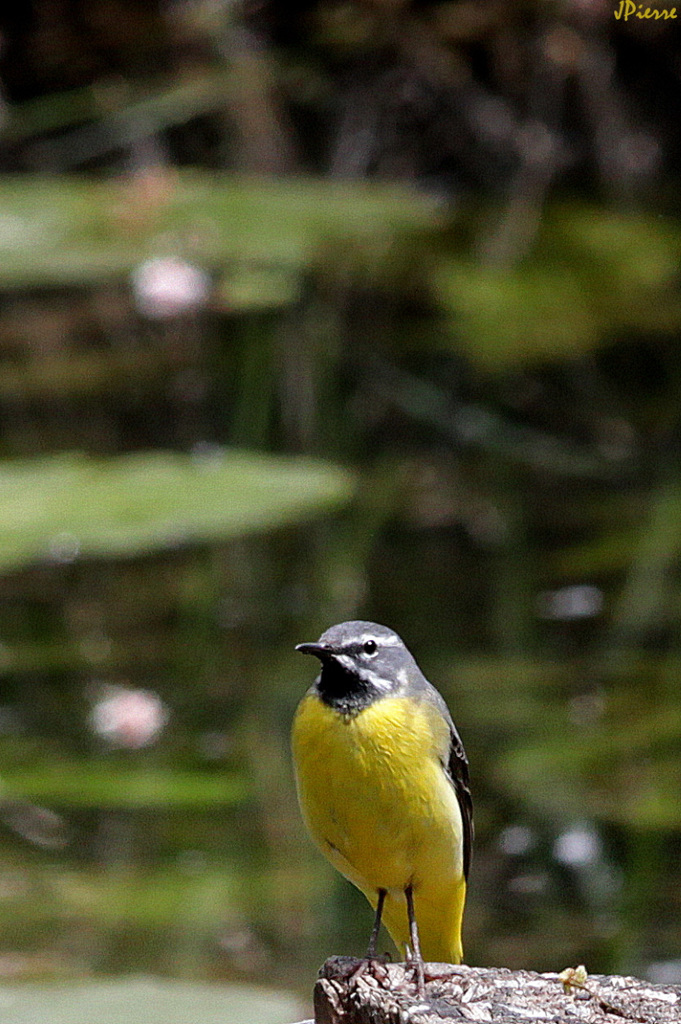 Bergeronnette des Ruisseaux