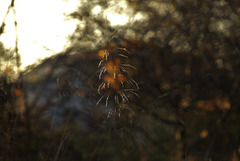 Glistening Grasses