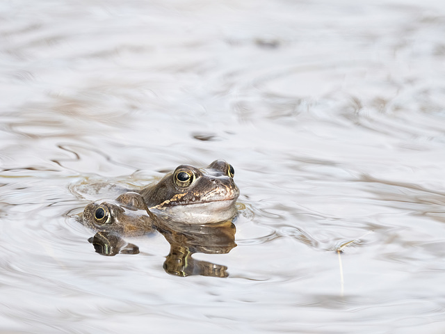 Grasfrosch