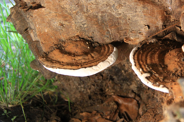 Bracket fungus
