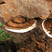 Bracket fungus