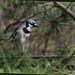 Pet Pine and the Bluejays