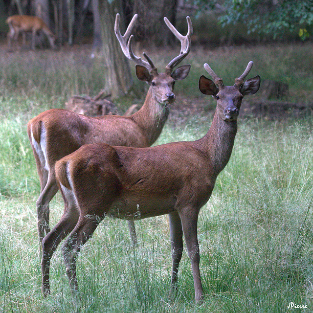 Deux ans entre eux