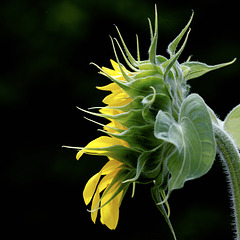 Tournesol