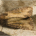 IMG 0138 Moth