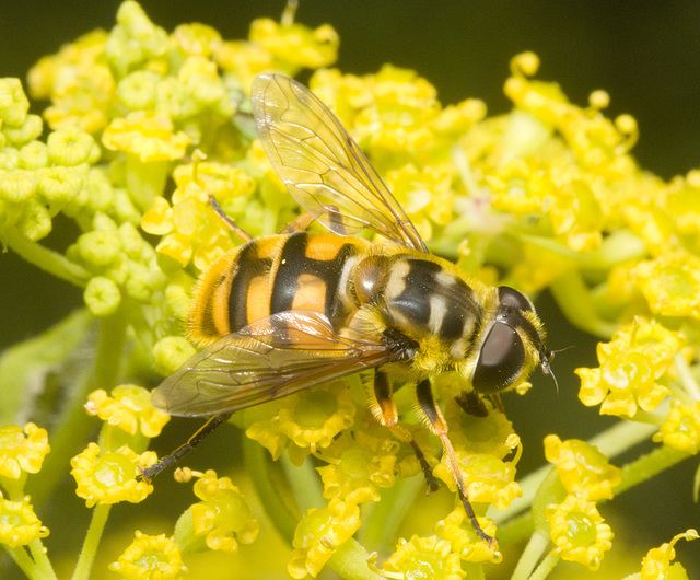 IMG 0569 Batman Hoverfly-5