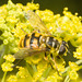 IMG 0569 Batman Hoverfly-5