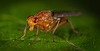 Die Faulfliege (Lauxaniidae) hat in die Linse gelächelt :)) The lazy flies (Lauxaniidae) smiled into the lens :))  Les mouches paresseuses (Lauxaniidae) souriaient dans l'objectif :))