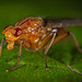 Die Faulfliege (Lauxaniidae) hat in die Linse gelächelt :)) The lazy flies (Lauxaniidae) smiled into the lens :))  Les mouches paresseuses (Lauxaniidae) souriaient dans l'objectif :))