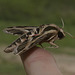 IMG 2838 Moth-3