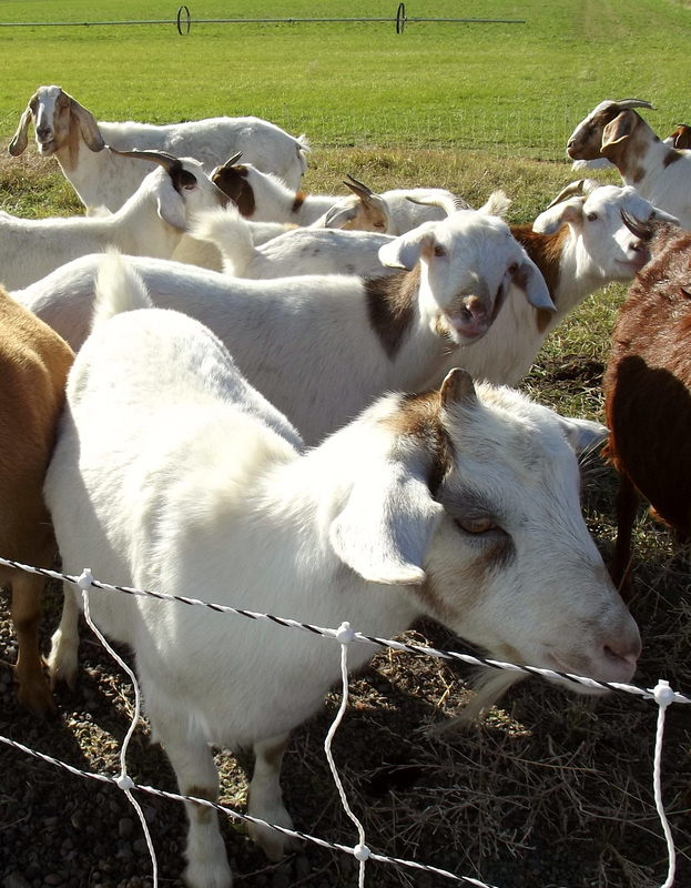 Goats by the road