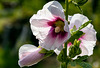Verschiedene Phasen (PiP with rating by "Keegan the photo coach")