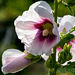 Verschiedene Phasen (PiP with rating by "Keegan the photo coach")