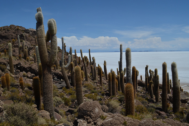 Bolivia, Cactuses of Isla del Pescado (Fish Island)