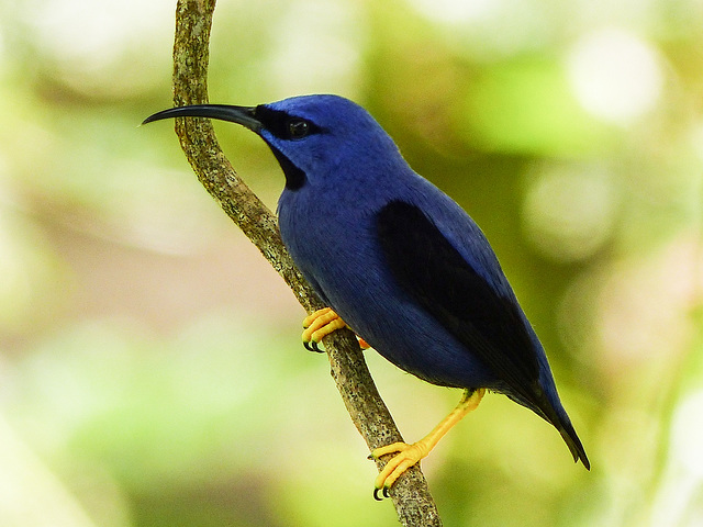 Purple Honeycreeper, Asa Wright, Trinidad