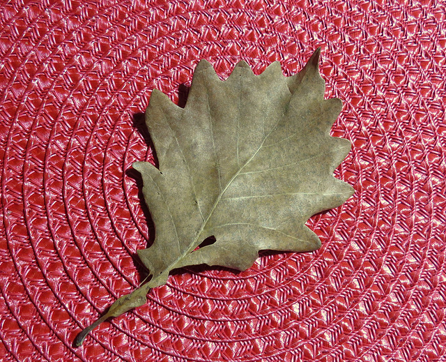 Leaf of a Chestnut Oak