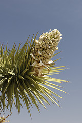 Joshua Tree Flowers