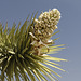 Joshua Tree Flowers