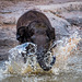 A young elephant enjoying its pool