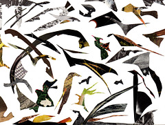 Bedazzlement Of Birds