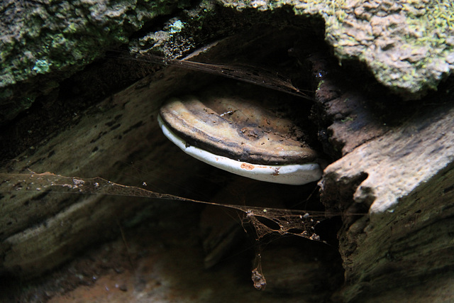 Bracket fungus